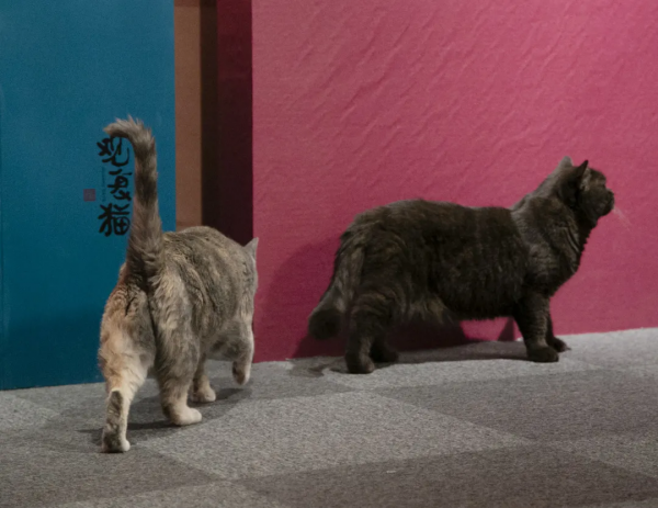 做你的影子,好不好? 做你的影子,好不好?