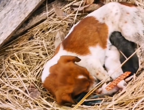 山東：草垛產子的流浪狗，不停舔著剛出生就死去的小狗，默默流淚