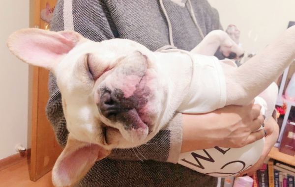 這些“容易發臭”的狗要慎選!顏值不低,味道難聞 這些“容易發臭”的狗要慎選!顏值不低,味道難聞