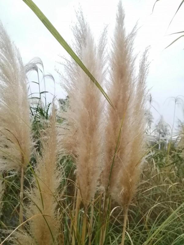 陽臺有一夢 陽臺有一夢