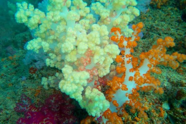 軟珊瑚(Alcyonacea) 軟珊瑚(Alcyonacea)