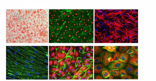 默克Sigma實驗分享 | 人表皮黑素細胞(HEM)培養方案