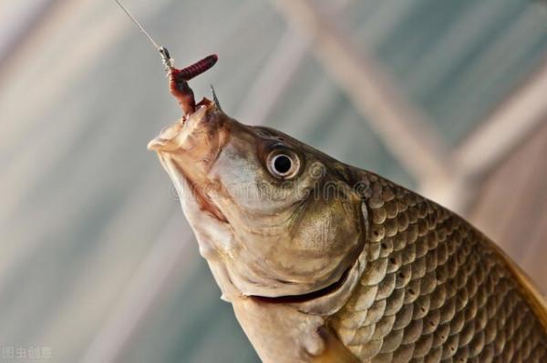 早春釣魚和冬釣有什麼區別嗎？掌握這些技巧才能多中大板鯽