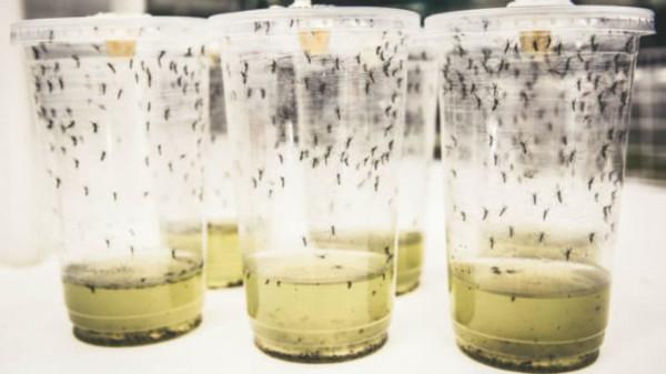 基因蚊子能消滅野生蚊子嗎？巴西用慘痛教訓給了我們答案