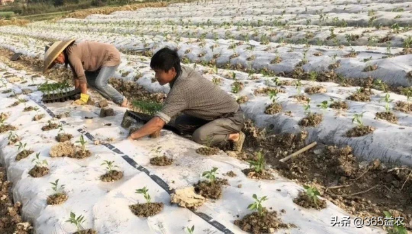 送你一份二月蔬菜種植管理表，不要錯過！內含全套技術