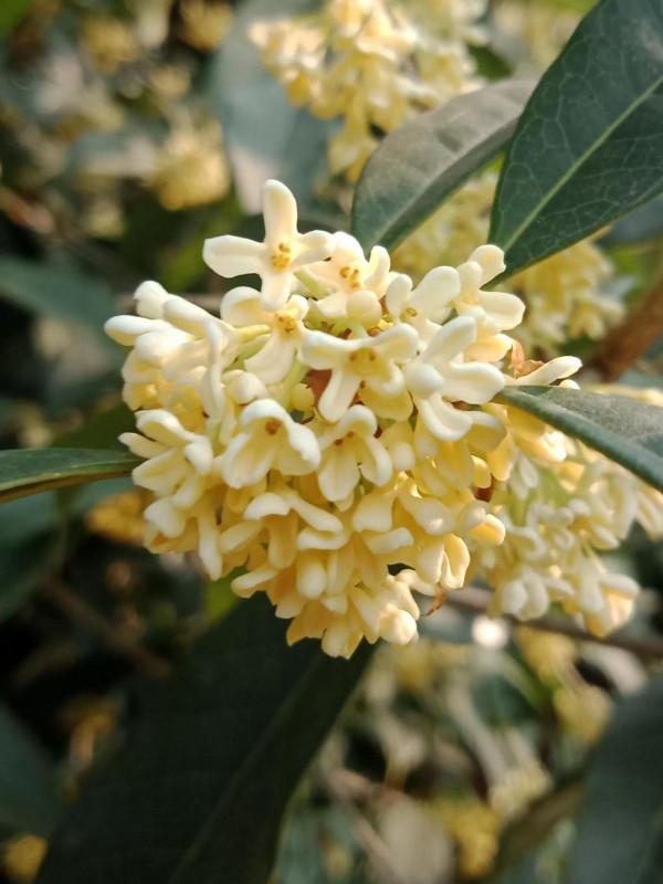 顯擺也許是人的一種本能