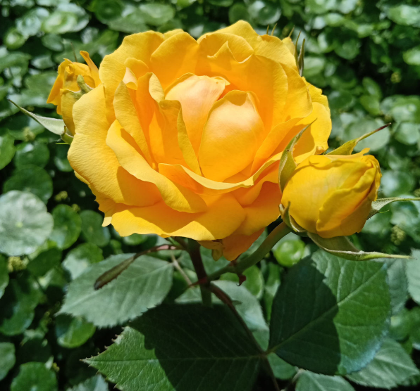 送花是門學問，寓意不好不能送，寓意太好更要小心