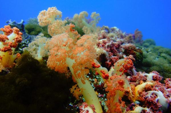 軟珊瑚(Alcyonacea) 軟珊瑚(Alcyonacea)