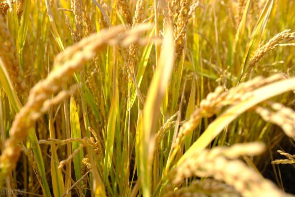 2月17日國內各地稻穀價格釋出