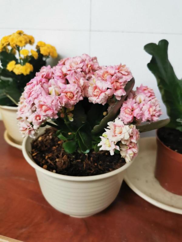 長壽花斯賓塞（奇幻橙）、 k41、摩爾