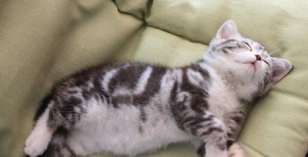 秋天養美短貓,這些“問題”要多加註意 秋天養美短貓,這些“問題”要多加註意