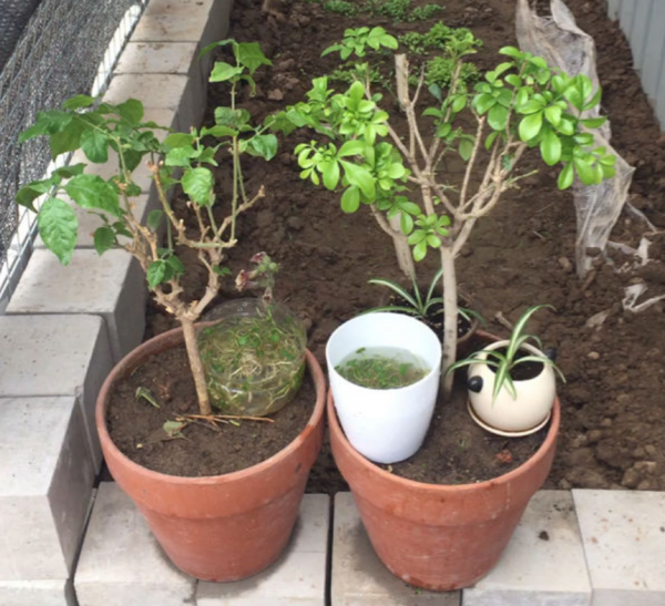 養花總是爛根，澆水千萬管住手，現在越幹才越“安全”