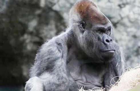 高壽！世界上最年長雄性大猩猩在美去世