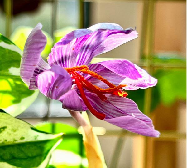 家裡只有半天光照,就養4種“半陰性花”,花大如碗,爆盆容易 家裡只有半天光照,就養4種“半陰性花”,花大如碗,爆盆容易