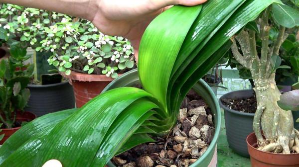 10種花，空氣再幹也別“噴水”，容易黃葉“掉花苞”