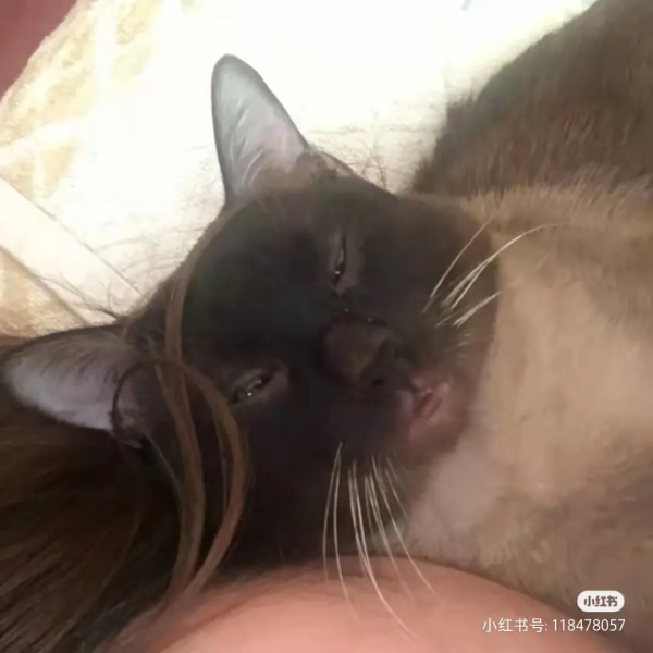 “下輩子,我再也不養暹羅貓了!” “下輩子,我再也不養暹羅貓了!”