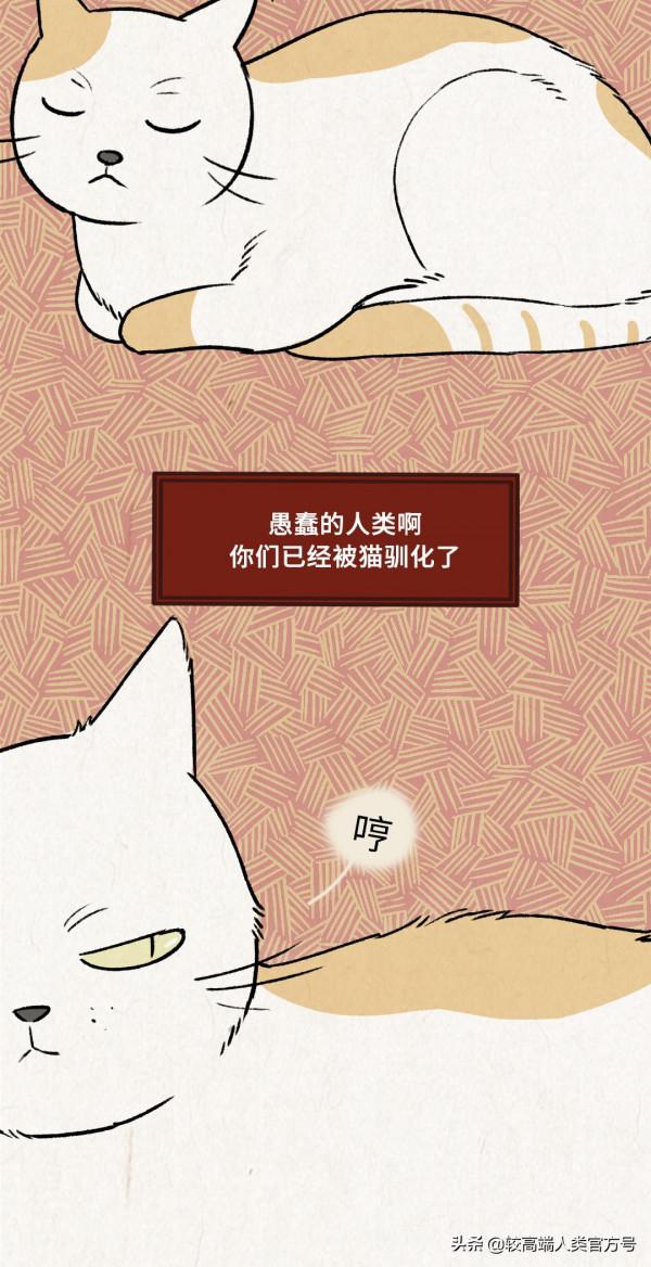 貓對人沒什麼感情，跟著你就是為了混飯吃