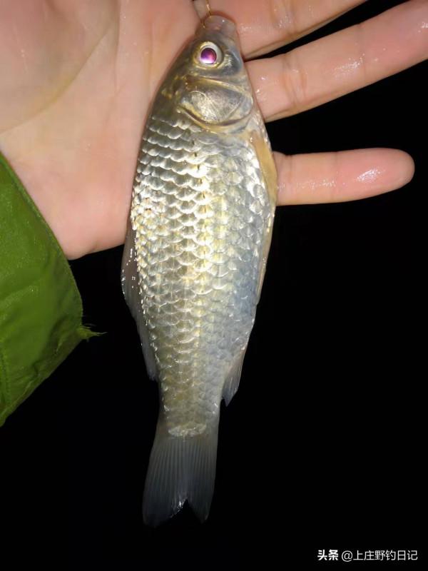 釣魚日記——2021年11月28日