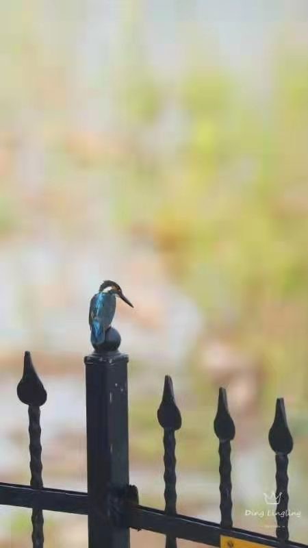 濱河溼地自然之境,鳥類“精靈”在此聚集 濱河溼地自然之境,鳥類“精靈”在此聚集