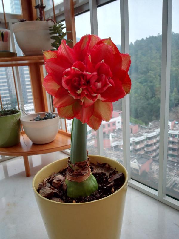 9種漂亮花,越冷越要曬太陽,控水薄肥,才能開得“奼紫嫣紅” 9種漂亮花,越冷越要曬太陽,控水薄肥,才能開得“奼紫嫣紅”