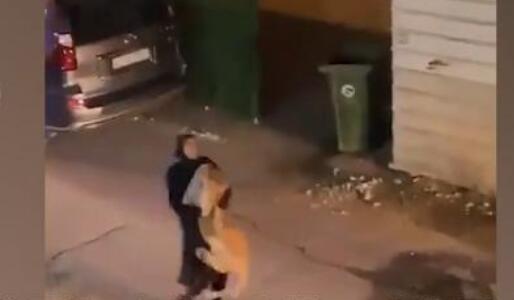 科威特一女子像抱貓一樣抓回獅子 一路抱回家當寵物養