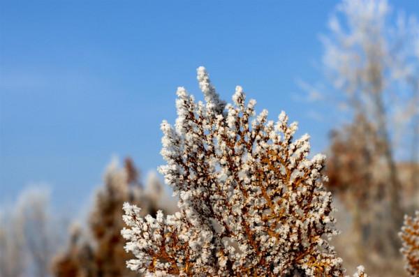 二師二十二團河畔鎮：霧凇美景入畫來