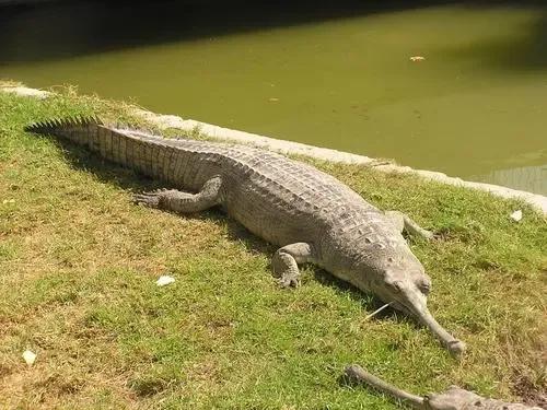 五種超強巨鱷據說曾有一次400人喪身鱷口，世界最大鱷魚有多大？