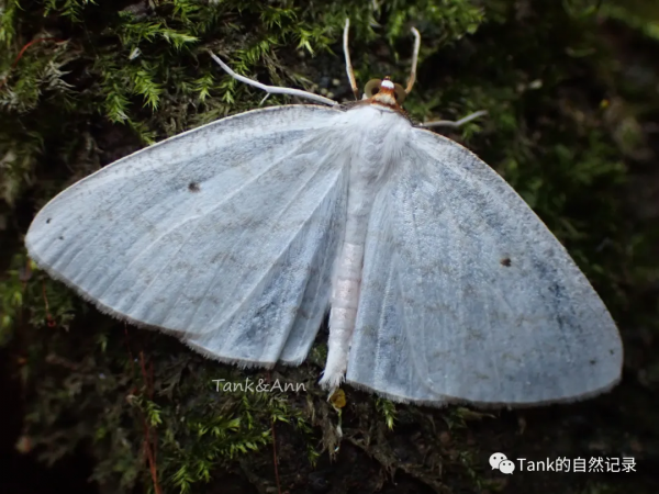 Tank的自然記錄•鱗翅目的蛾子們