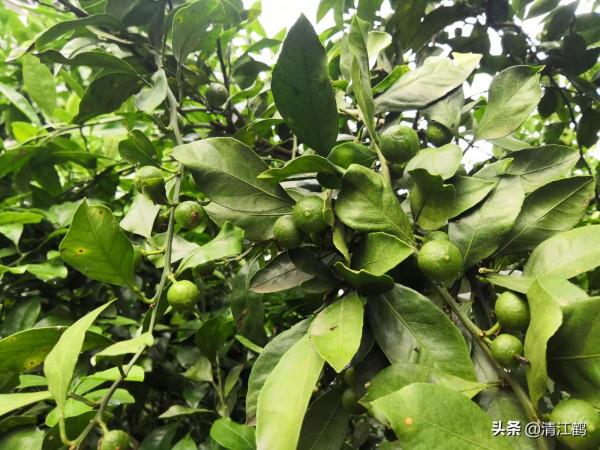 黃龍病樹該如何處理?看完這";4點關鍵";內容,你就知道怎麼做了 黃龍病樹該如何處理?看完這";4點關鍵";內容,你就知道怎麼做了