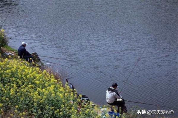 春釣鯉魚，大鯉魚喜歡躲在這些地方，這些位置下竿一釣一個準