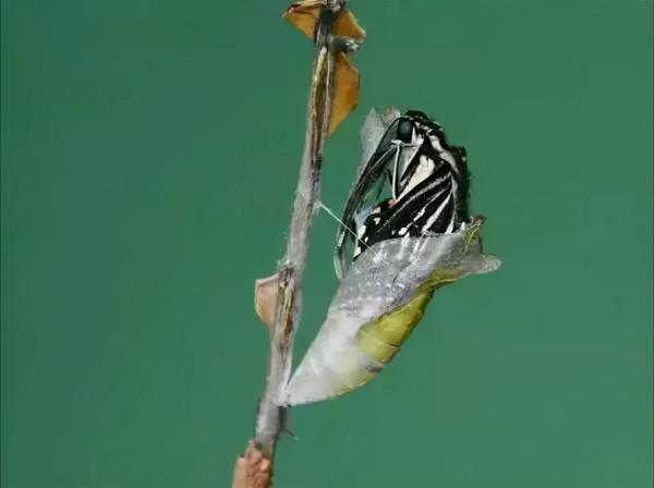 萌萌的大眼蟲子——柑橘鳳蝶