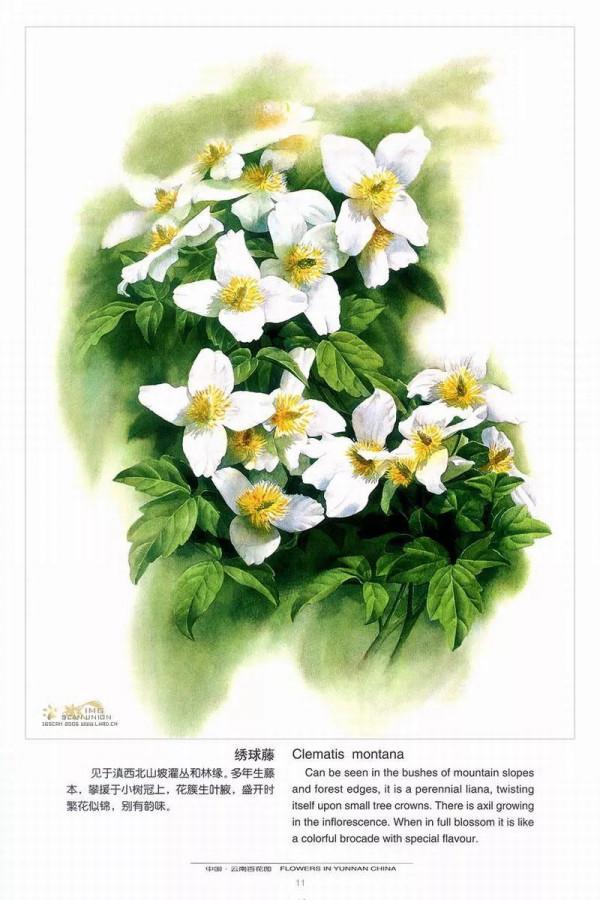 中國動植物畫第一人，曾孝濂極品工筆畫