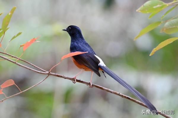 樂不思蜀的候鳥——白腰鵲鴝