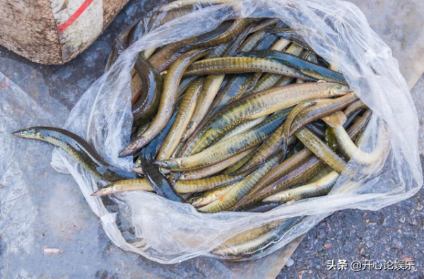 農村逐漸“消失”的5種小魚，兒時用蚯蚓能釣到，現在卻不常見