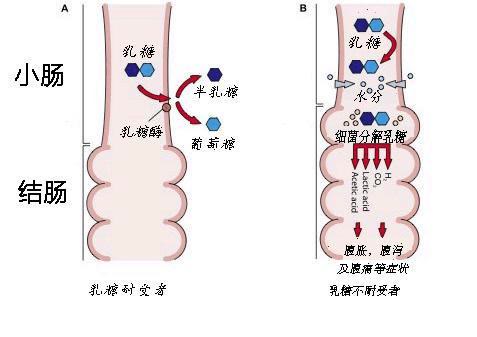 不正確喝牛奶能導致缺鈣，尤其是孩子，正確的方式應該這樣