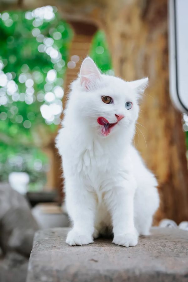 聽說我是一隻狗？