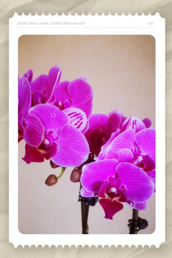 且看庭前花開花落