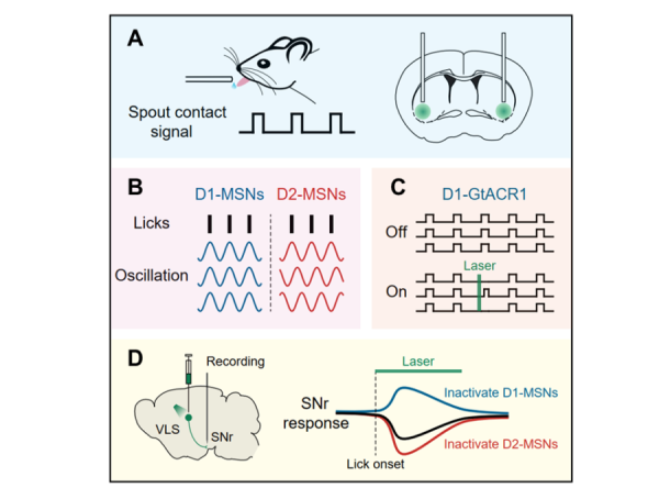 紋狀體調控運動功能的神經機制研究獲進展 紋狀體調控運動功能的神經機制研究獲進展