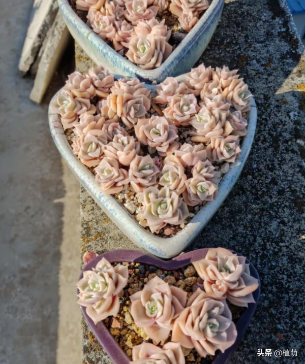 可愛玫瑰重新換個高盆養，其狀態更加迷人