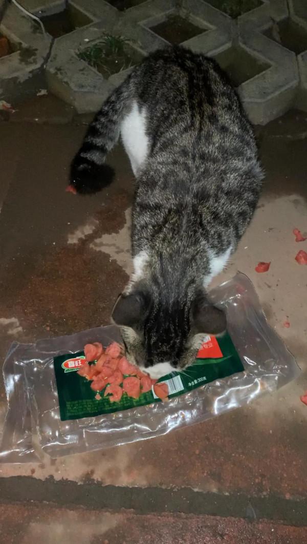 第一次看見粘人的流浪貓 第一次看見粘人的流浪貓