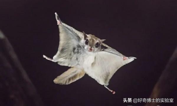 冷知識：嗩吶其實是“外來樂器”