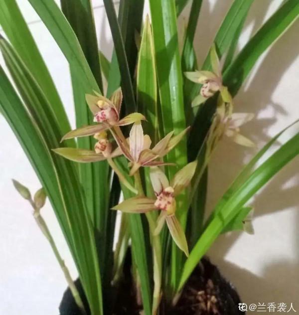 屋裡養盆“香水花”,活脫脫的“活香水”,滿屋香味還特別耐寒 屋裡養盆“香水花”,活脫脫的“活香水”,滿屋香味還特別耐寒