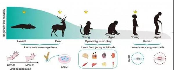 像金剛狼復活？中國科學家發現“再生”物質，這些食物中含量較高