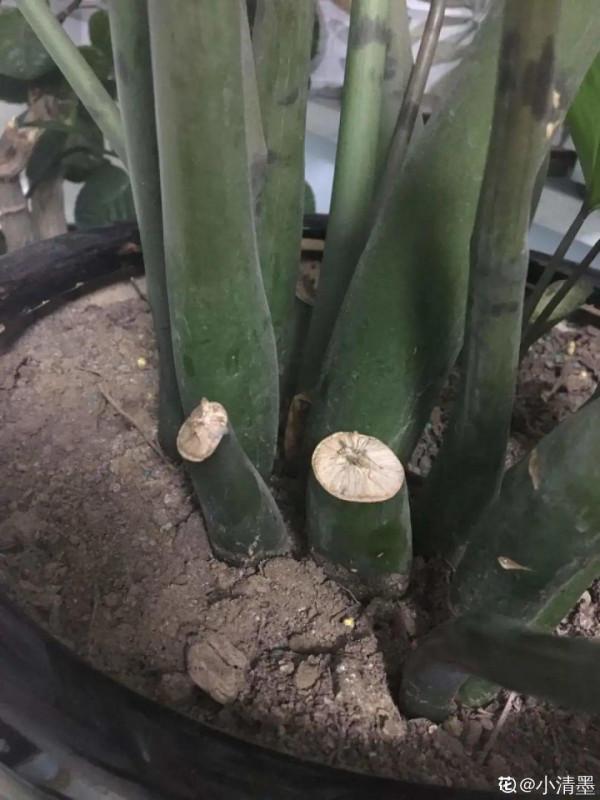 10種花得窮養,盆越小、水越少,越長得旺 10種花得窮養,盆越小、水越少,越長得旺