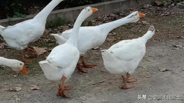 千年之戀,望月懷遠 千年之戀,望月懷遠