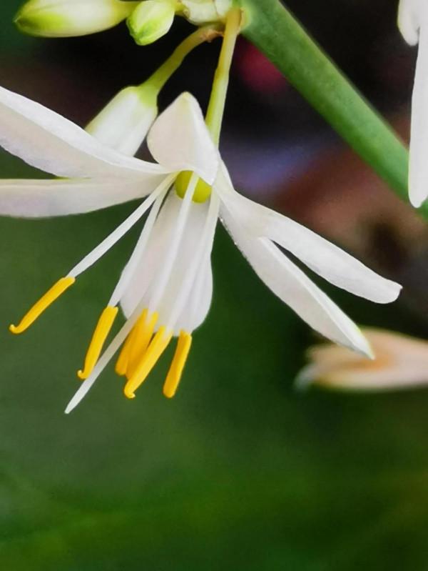 優雅恬美的小白花