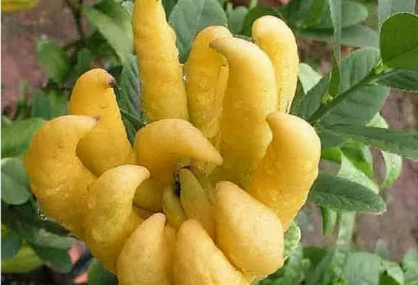 形狀怪異的佛手，是果中仙品、也是疏肝理氣“高手”