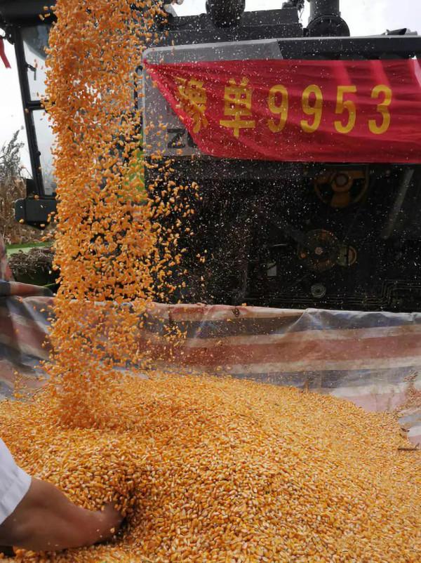 “一優二快三硬四高”的玉米品種,最高畝產2192斤,到底好在哪裡 “一優二快三硬四高”的玉米品種,最高畝產2192斤,到底好在哪裡