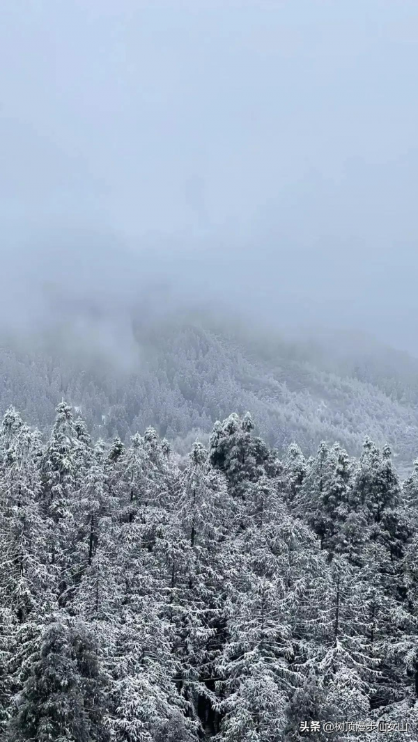 冬遊川渝，被冬季的仙女山驚豔了