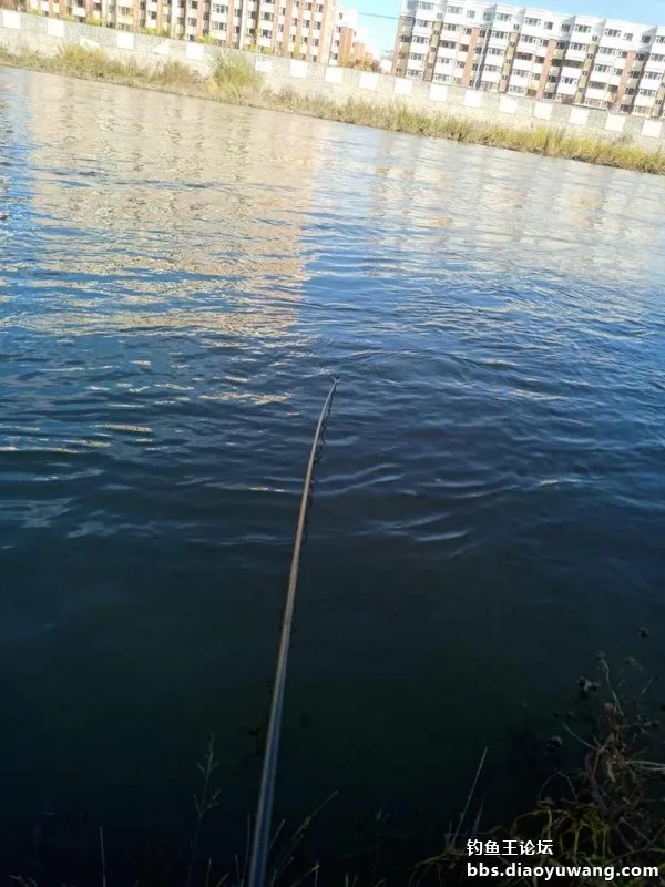 釣魚王餌兩腥配，帶來一次小豐收